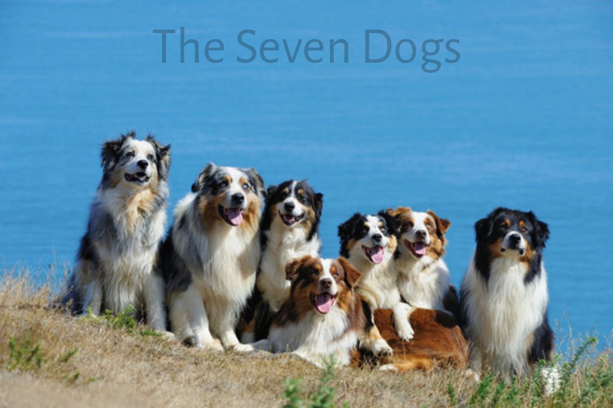 The Seven Dogs movie poster, action thriller 2026.